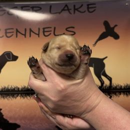 4th Pick Male - Labrador Retriever puppy in Moses Lake, Washington from Kreger Lake Kennels