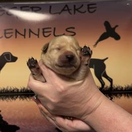 4th Pick Male - Labrador Retriever puppy in Moses Lake, Washington from Kreger Lake Kennels