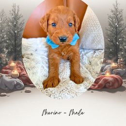 Merino - Red  male Goldendoodle puppy in Canton, Georgia from Teddy Puppies
