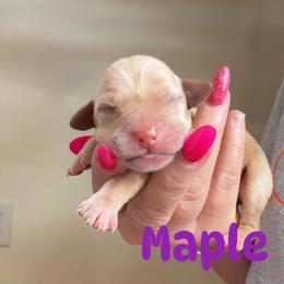 Maple - Yellow female Labrador Retriever puppy in Lucasville, Ohio from Backwoods Labradors