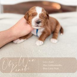 Obi-Wan Kenobi - Red  male Goldendoodle puppy in Hiddenite, North Carolina from Rose and Reid Doodles