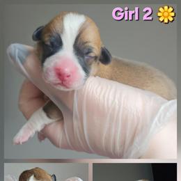 Girl 2 - White and red female Pembroke Welsh Corgi puppy in Tomball, Texas from Larsen Loved Corgis