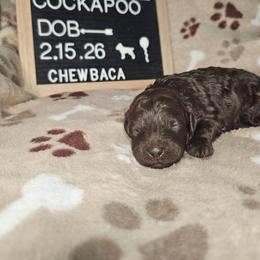 Chewbacca - Brown and white male Cockapoo puppy in Fort White, Florida from Jade
