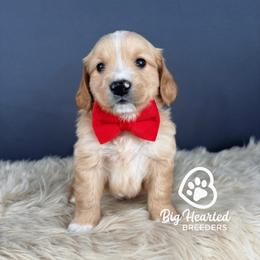 Rome - Cream male Companion Cross puppy in Utah County, Utah from Big Hearted Breeders