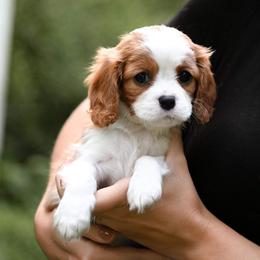 Cavalier King Charles Spaniel Puppies from Cane Creek Cavaliers
