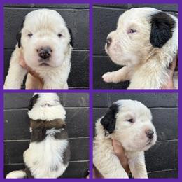 Purple - Mahogany and white female Saint Bernard puppy in Ladysmith, Wisconsin from Northwoods Saint Bernards