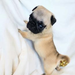 Willow - Fawn female Pug puppy in Blountsville, Alabama from Rock Springs Pugs