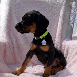 JuneBug Green Collar) - Black and rust female Doberman Pinscher puppy in Centralia, Missouri from TopSpots Farm
