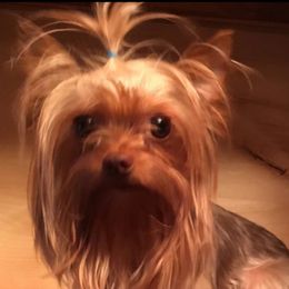 Jamie - Yorkshire Terrier