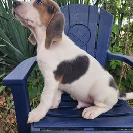 Benedict - Blue tan and white male Beagle puppy in Bois D Arc, Missouri from Country Home Pets and Farm