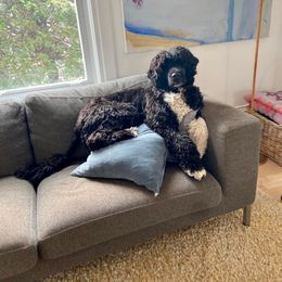 Portuguese Water Dog Puppies from Blue Marina Portuguese Water Dogs