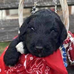 Storm - Black and white male Aussiedoodle puppy in Kings Mountain, North Carolina from Champion Farms Doodles