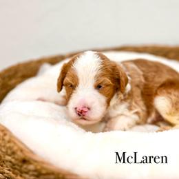 McLaren - Red male Bernedoodle puppy in Tucson, Arizona from Sun Valley Goldendoodles