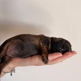 Puppy girl - Black gold and white female Shih Tzu puppy in Lynnwood, Washington from Caroline's Shih Tzus