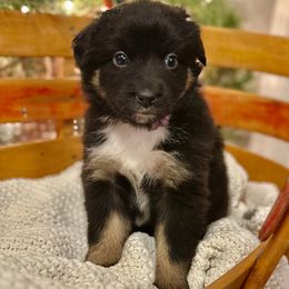 Black Tri Female (Violet) - Black tri-color female Australian Shepherd puppy in Bouton, Iowa from Beaver Creek Aussies