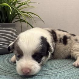 Braeburn(Blue Merle) - Blue merle and white male American Corgi puppy in Scottown, Ohio from Wyndy Ridge Corgis