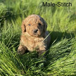 Goldendoodle Puppies from Doodle Paradise