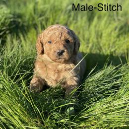 Goldendoodle Puppies from Doodle Paradise