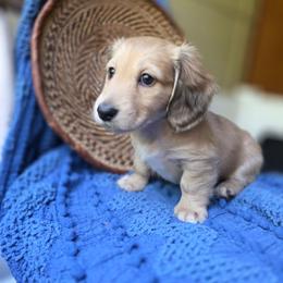 Girl 1 - Cream female Dachshund puppy in Minden, Louisiana from Ironwood Creek