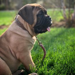 Bullmastiff and French Bulldog Puppies from Big Bully Nation