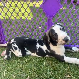 Lily - Harlequin female Great Dane puppy in Littleton, Colorado from Denver Danes