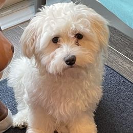 Buddy - Havanese