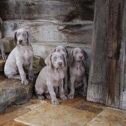 Weimaraner Puppies from Simpatico