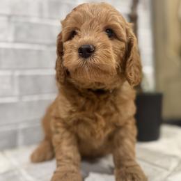 Rowan - Black Collar Boy - Red  male Goldendoodle puppy in Pleasant Hill, Iowa from Harvest Creek