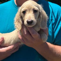 Maverick (full akc optional) - Cream male Dachshund puppy in Dinwiddie, Virginia from White Oak Kennels