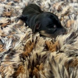 Girl - Black and cream female Dachshund puppy in Lincoln, California from ForeversEdge Doxies