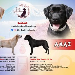 Labrador Retriever puppies from Tsuki Labradors