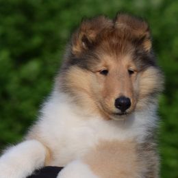 Boy 1 - Sable and white male Collie puppy in North Carolina from Sunway Kennels