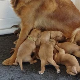 Golden Retriever Puppies from Fetching Goldens, LLC