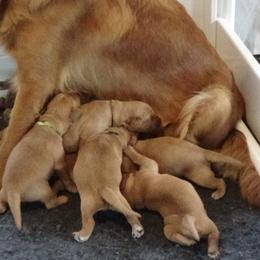 Golden Retriever Puppies from Fetching Goldens, LLC