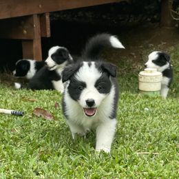 Girl 2 - Black Border Collie puppy in Hawaii from Blue Ginger Border Collies