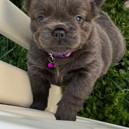 Purple female - Blue female French Bulldog puppy in Jefferson City, Missouri from Central Frenchie Haven