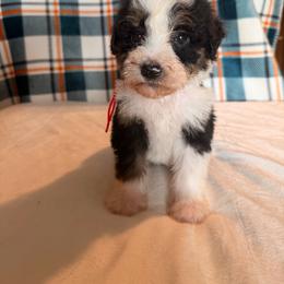 Spider-Man - Tri-color male Bernedoodle puppy in Luana, Iowa from Country View Bernedoodles and Goldendoodles