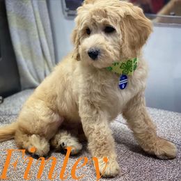 Goldendoodle Puppies from Melodies Daytona Doodles