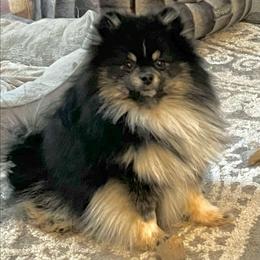 Gunner - Tri-colored male Pomeranian puppy in Burton, Michigan from Ranger's Pomeranians