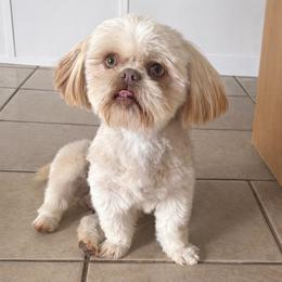 Odie - Shih Tzu