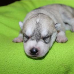 Lime - Gray and white male Siberian Husky puppy in Le Sueur, Minnesota from Tevana Siberians LLC