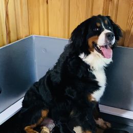 Boy 7 - Black rust and white male Bernese Mountain Dog puppy in Bristol, Tennessee from Holston Hollow Farm