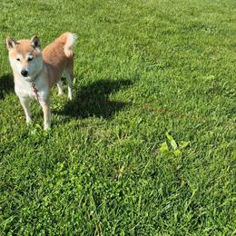 Tansy - Shiba Inu