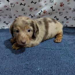 Taffy - Dapple female Dachshund puppy in Lyles, Tennessee from Knox Ridge Dachshunds