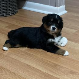 Calliope(has tail) - Black tri-color female Australian Shepherd puppy in Butler, Georgia from Aussies at Howling Hill Farm