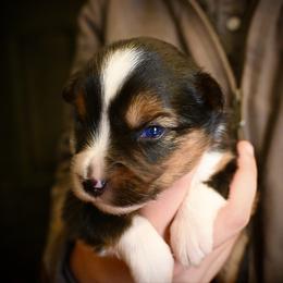Deets - Black tri male Miniature American Shepherd puppy in Valley Springs, California from Raindance Ranch