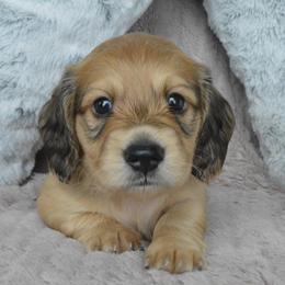 Dachshund Puppies from Dreamheart Dachshunds
