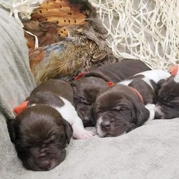 Chesapeake Bay Retriever and German Shorthaired Pointer Puppies from Northern Odyssey Gun Dogs