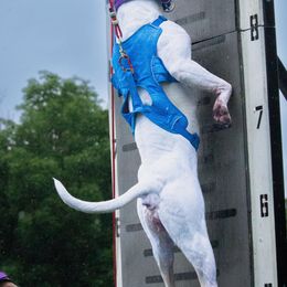 American Bulldogs from Calamity K9s