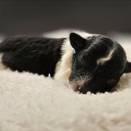 Ares - Parti male Yorkipoo puppy in Coolidge, Arizona from Effervescent-Pooches